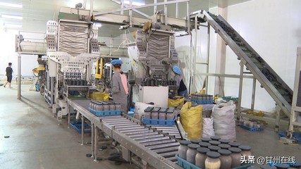 甘肃神农菇业:工厂化量产鹿茸菇 打造循环农业高质量发展模式