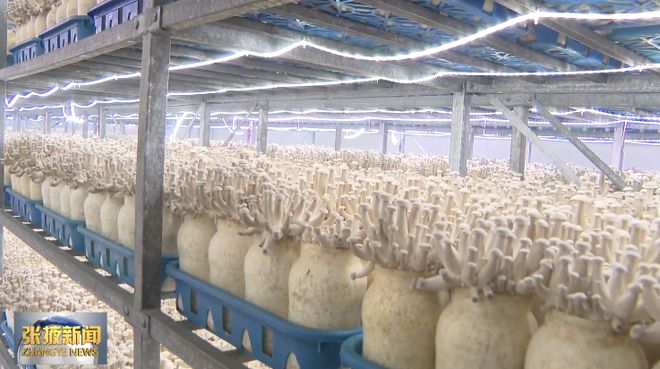 【媒体看甘州张掖新闻】甘州:甘肃神农菇业鹿茸菇实现工厂化量产