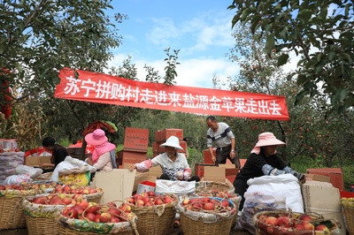 双十一前夕大凉山上了中央台,丑苹果撑起拼购村